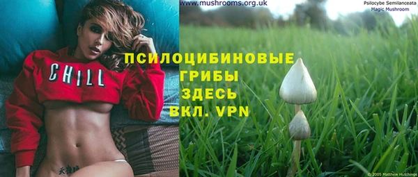 прущие грибы Магадан